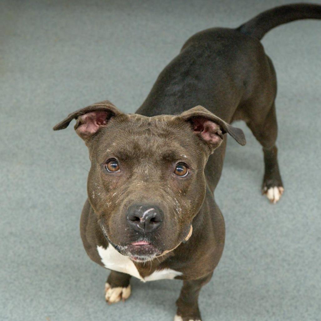 Zena, Adoptable, Adult Female Pit Bull Terrier.