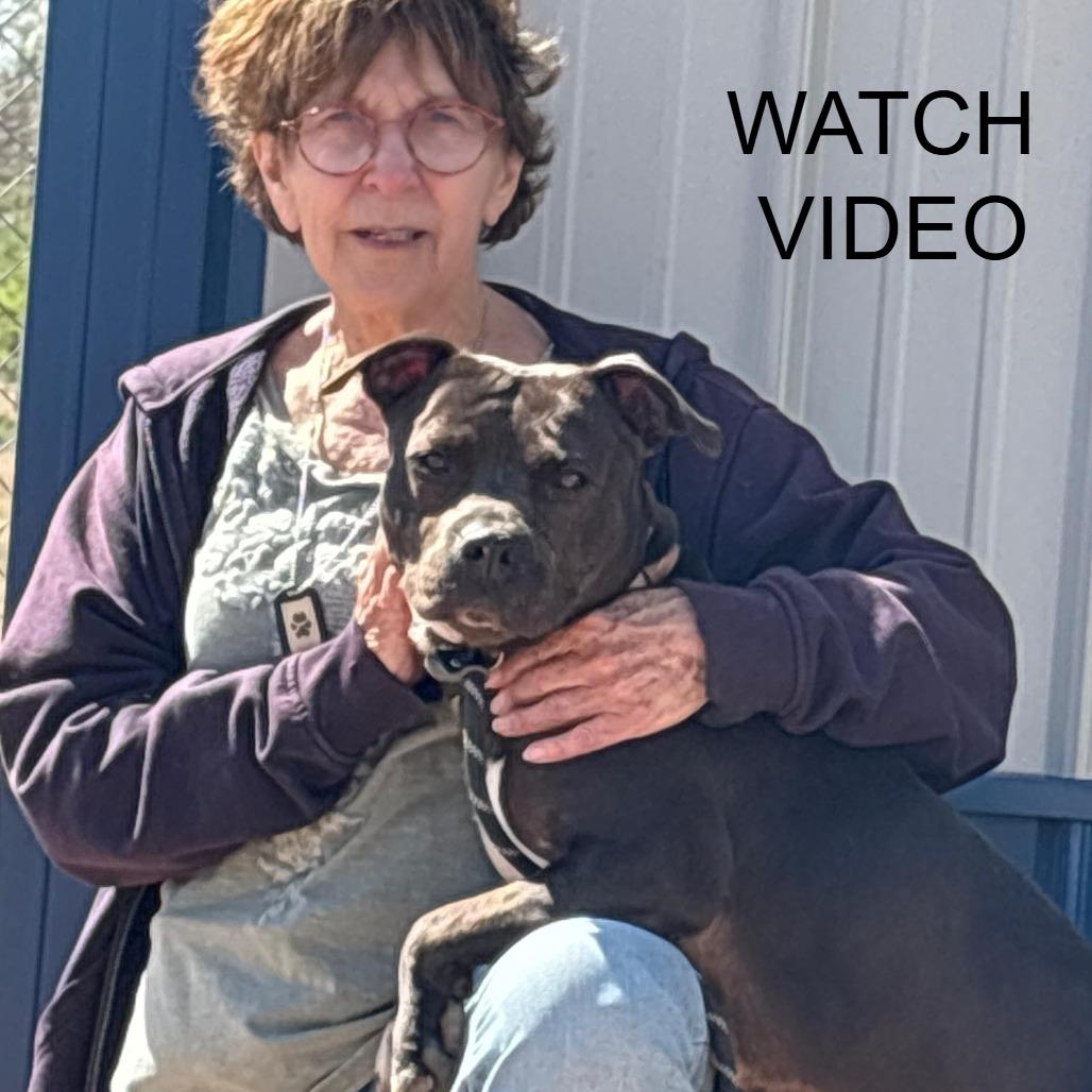 Enlarge Zena, a Adoptable Pit Bull Terrier in Kingman, KS image 1/6