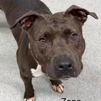 Zena, Adoptable, Adult Female Pit Bull Terrier.