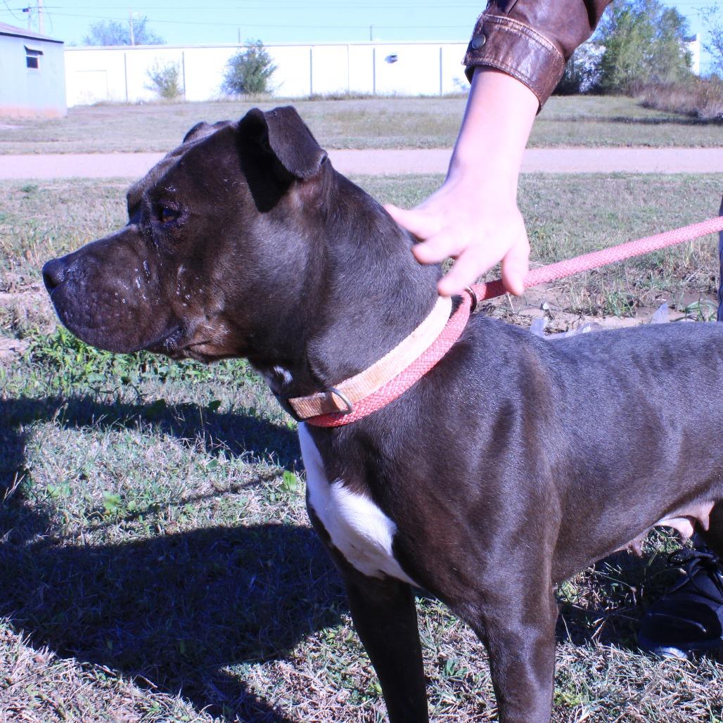 Enlarge Zena, a Adoptable Pit Bull Terrier in Kingman, KS image 2/6