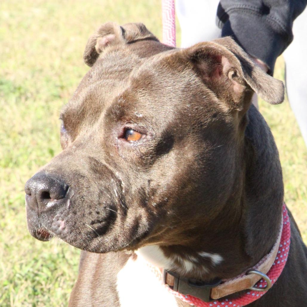 Enlarge Zena, a Adoptable Pit Bull Terrier in Kingman, KS image 3/6