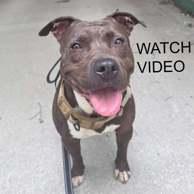 Zena, a Adoptable Pit Bull Terrier in Kingman, KS image 5/5