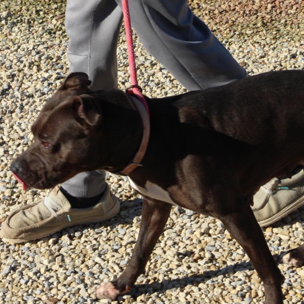 Enlarge Zena, a Adoptable Pit Bull Terrier in Kingman, KS image 5/6