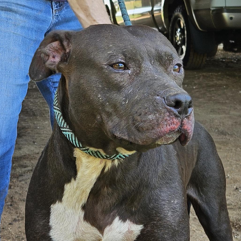 Enlarge Zena, a Adoptable Pit Bull Terrier in Kingman, KS image 6/6