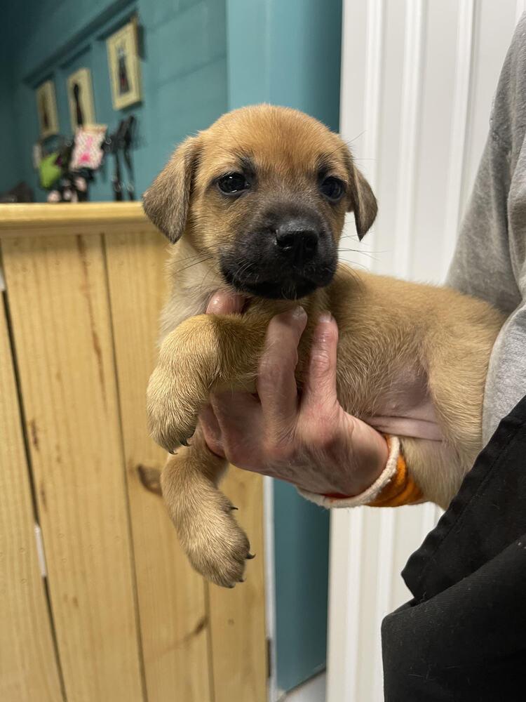 Hattie, Adoptable, Puppy Female Husky & Labrador Retriever.