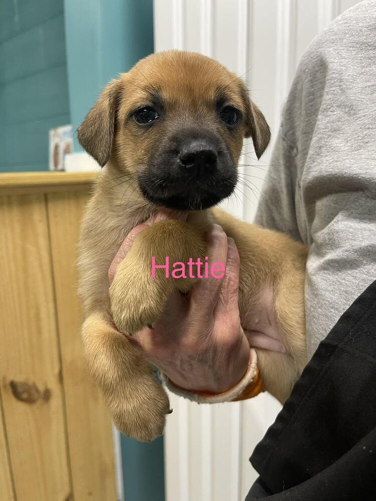 Enlarge Hattie, a Adoptable mixed breed in Chattanooga, TN image 2/3
