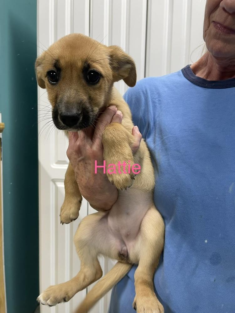 Enlarge Hattie, a Adoptable mixed breed in Chattanooga, TN image 3/3