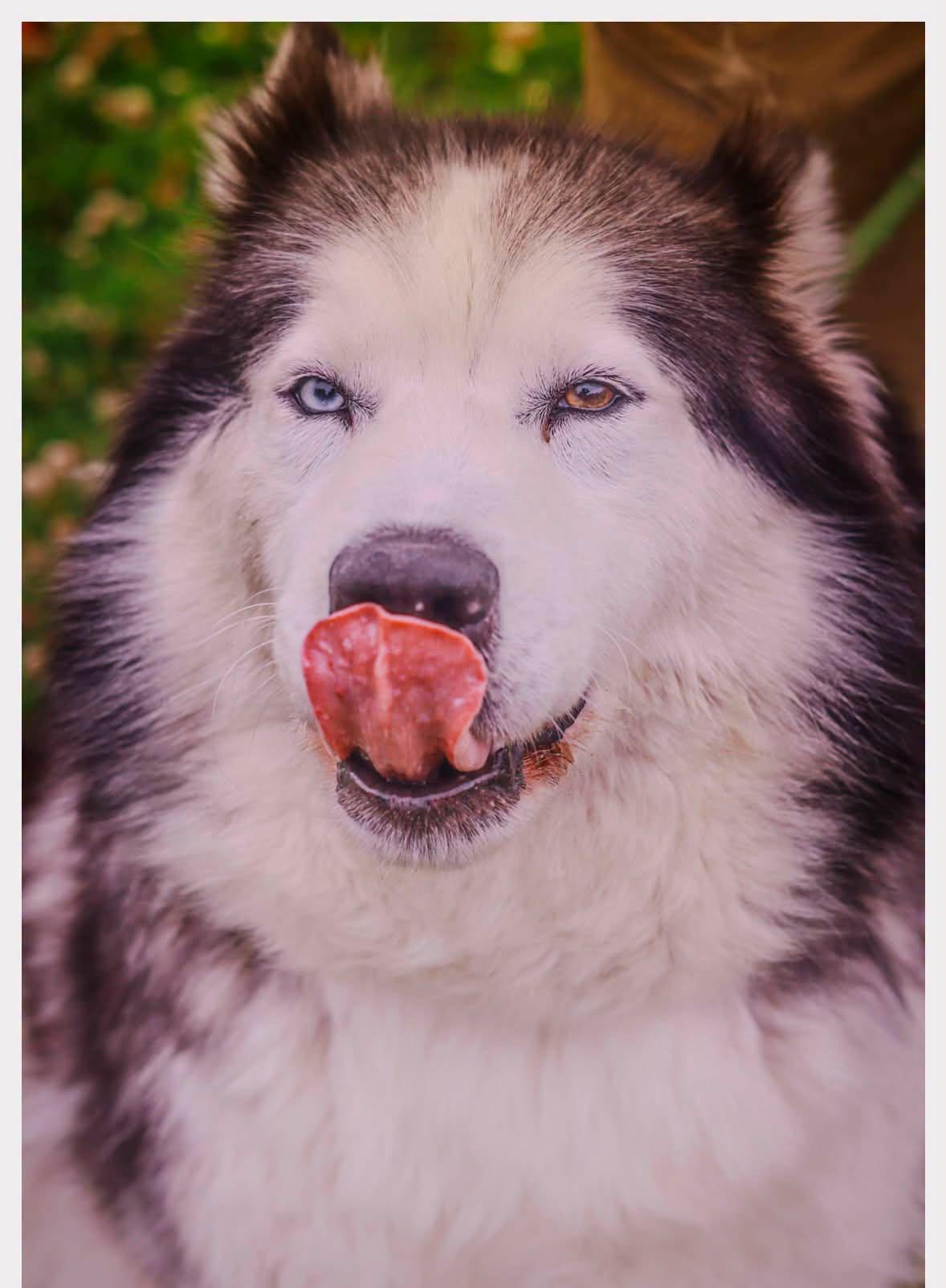 Lilly, a ADOPTABLE mixed breed in Tillamook, OR image 2/4