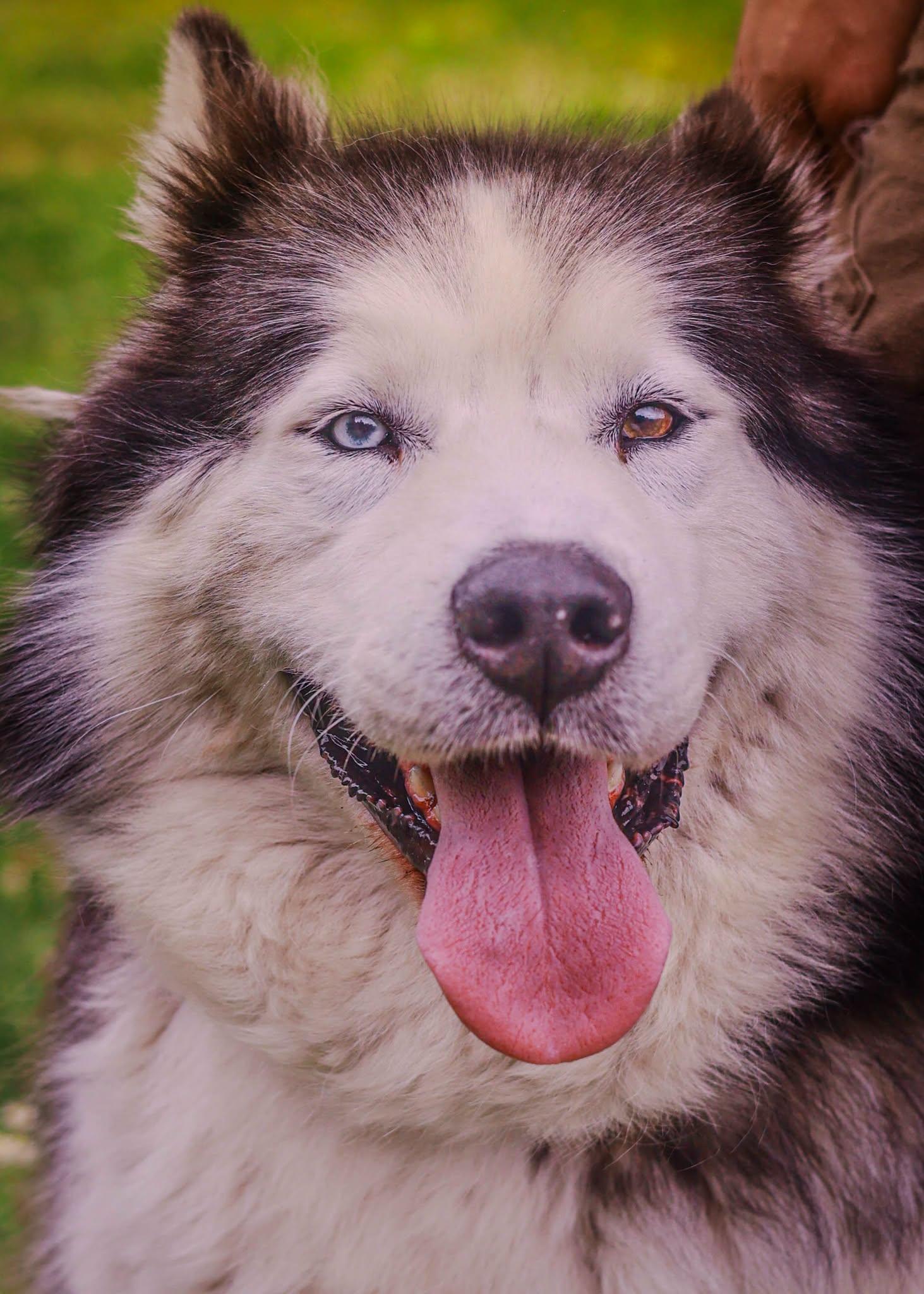 Lilly, a ADOPTABLE mixed breed in Tillamook, OR image 3/4
