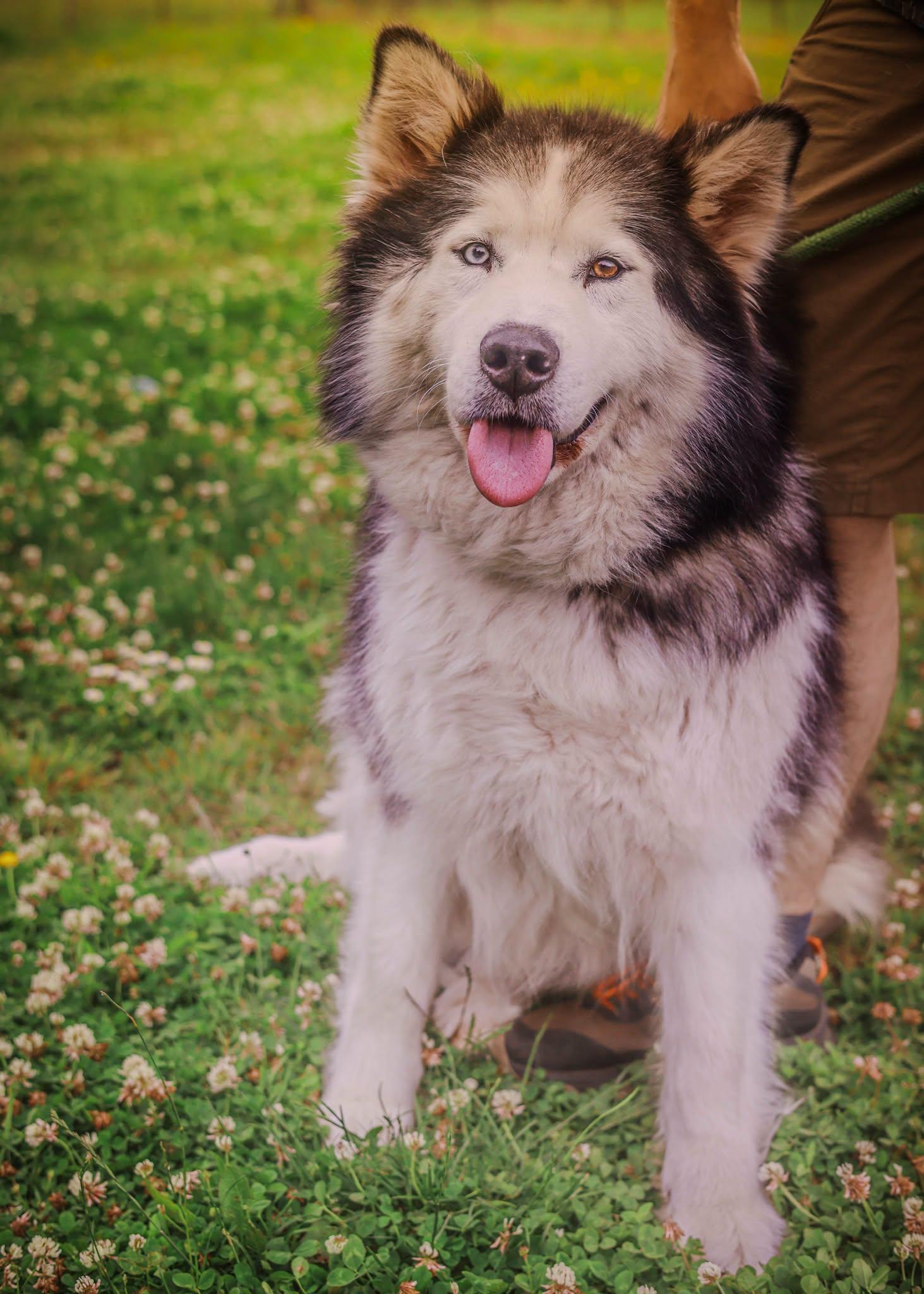Lilly, ADOPTABLE, Young Female Alaskan Malamute & Husky.