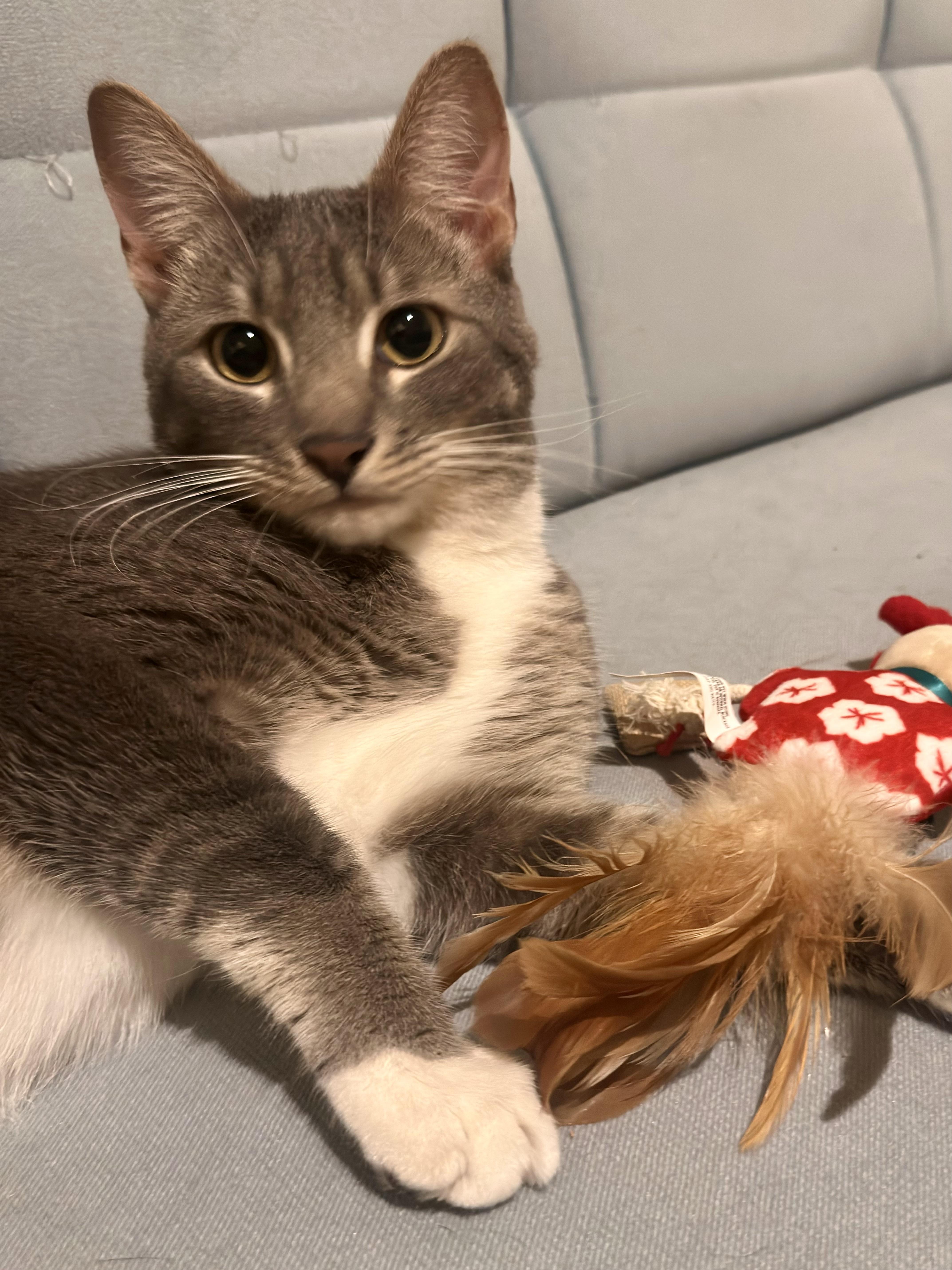 Quasi, adopted, Young Male Tabby & American Shorthair.