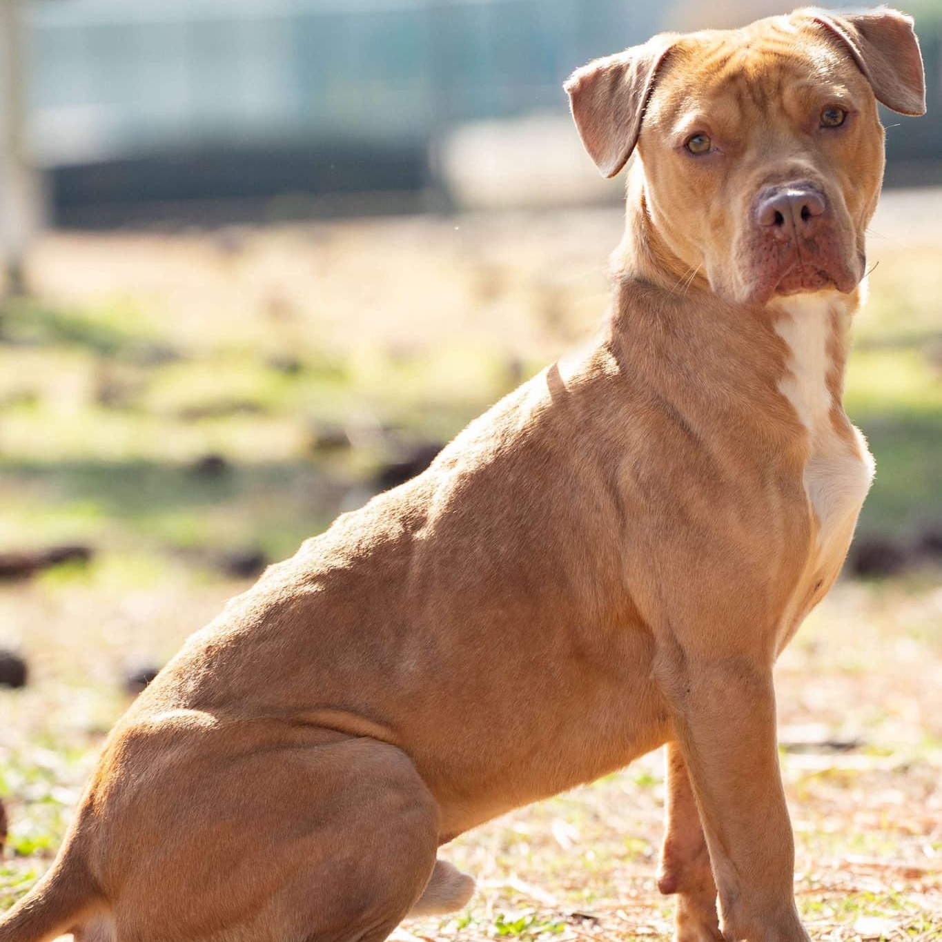 Bolo, Adoptable, Adult Male Mixed Breed.