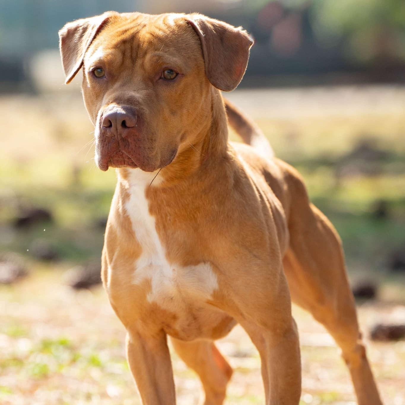 Bolo, a Adoptable Mixed Breed in Myrtle Beach, SC image 2/3