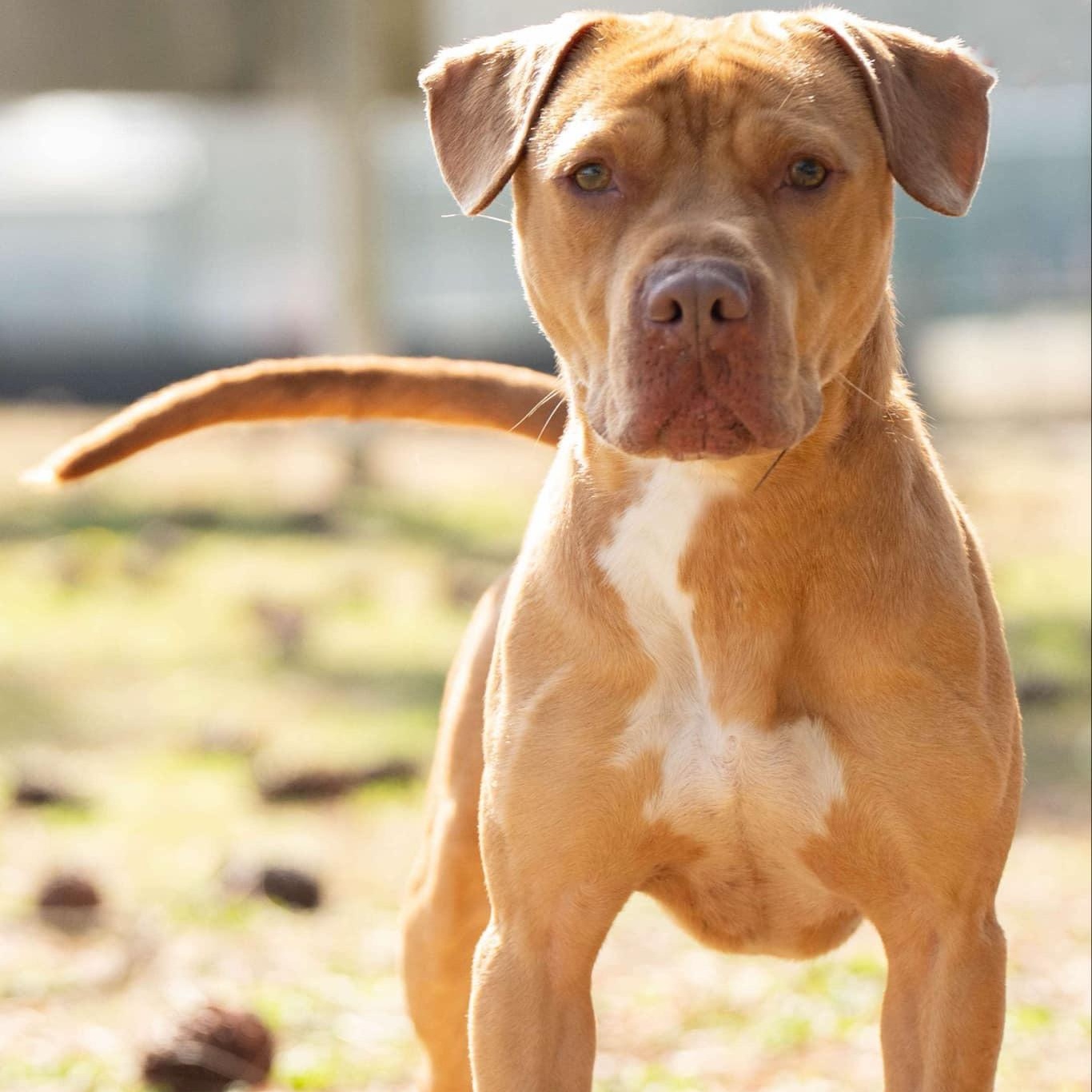 Bolo, a Adoptable Mixed Breed in Myrtle Beach, SC image 3/3