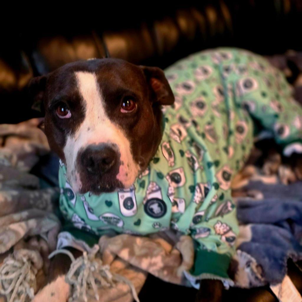 Enlarge Pipi Poppins V30, a Adoptable mixed breed in Allen, TX image 2/6