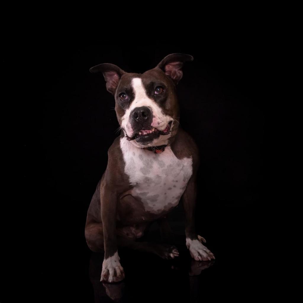 Enlarge Pipi Poppins V30, a Adoptable mixed breed in Allen, TX image 4/6