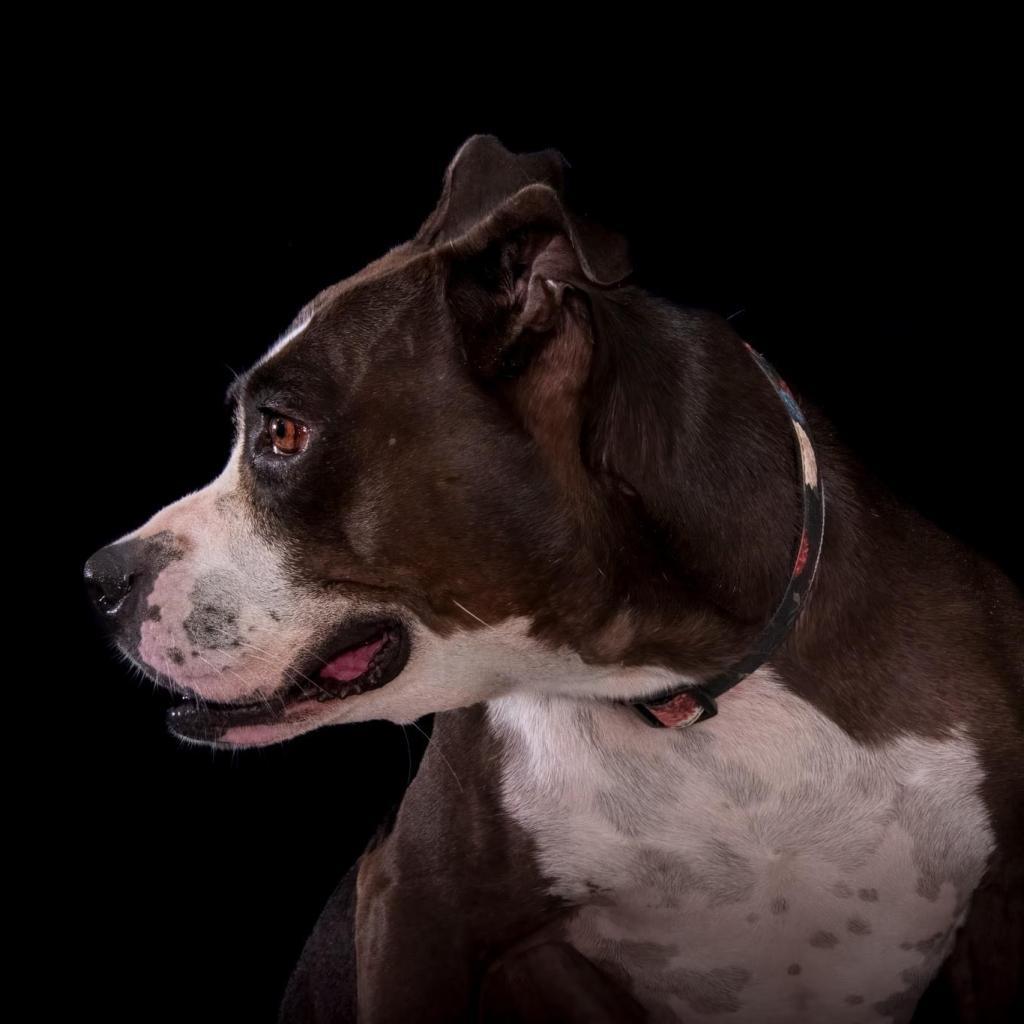 Enlarge Pipi Poppins V30, a Adoptable mixed breed in Allen, TX image 5/6