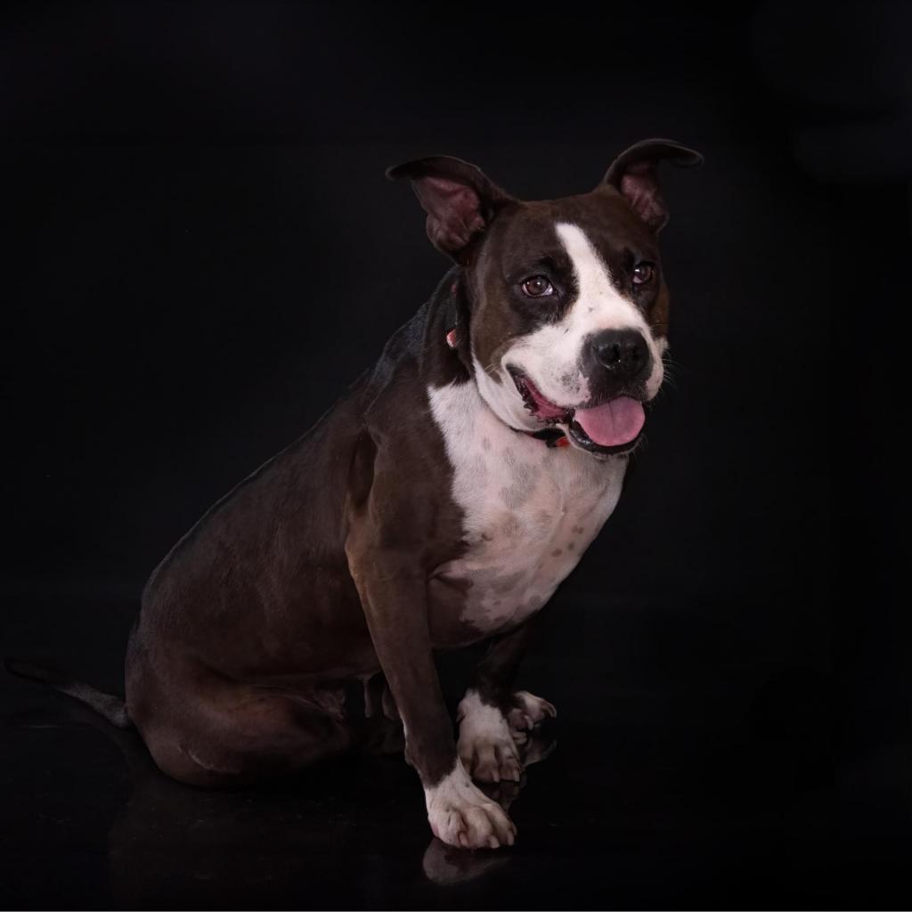 Enlarge Pipi Poppins V30, a Adoptable mixed breed in Allen, TX image 6/6