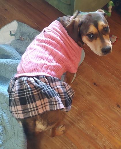 Renlee, Adoptable, Puppy Female Mixed Breed & Mixed Breed.