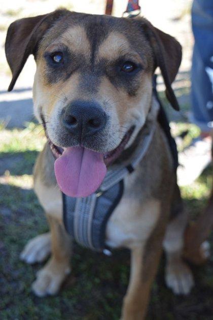 Renlee, Adoptable, Puppy Female Mixed Breed & Mixed Breed.