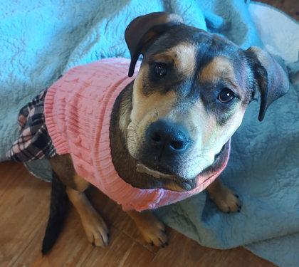 Enlarge Renlee, a Adoptable Mixed Breed in Savannah, GA image 3/4