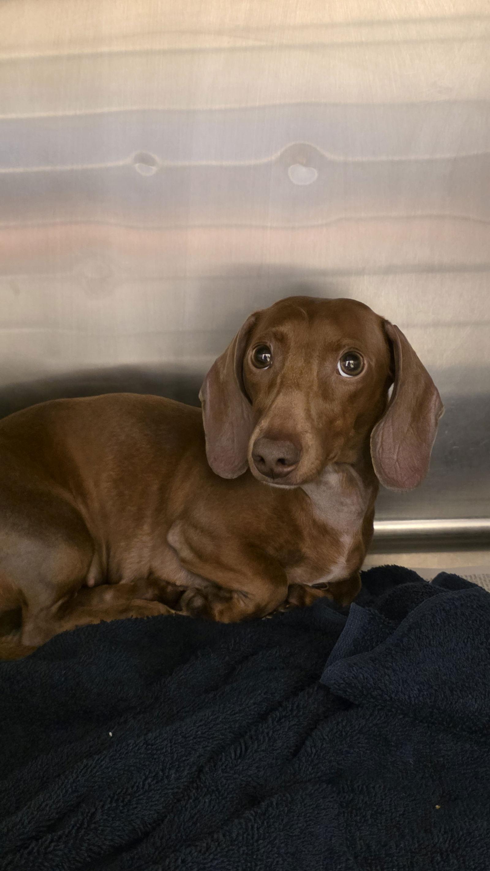 Enlarge Ziggy, a Adopted Dachshund in Austin, TX image 1/3