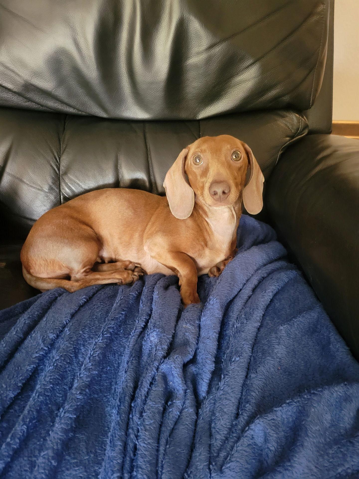 Enlarge Ziggy, a Adopted Dachshund in Austin, TX image 2/3