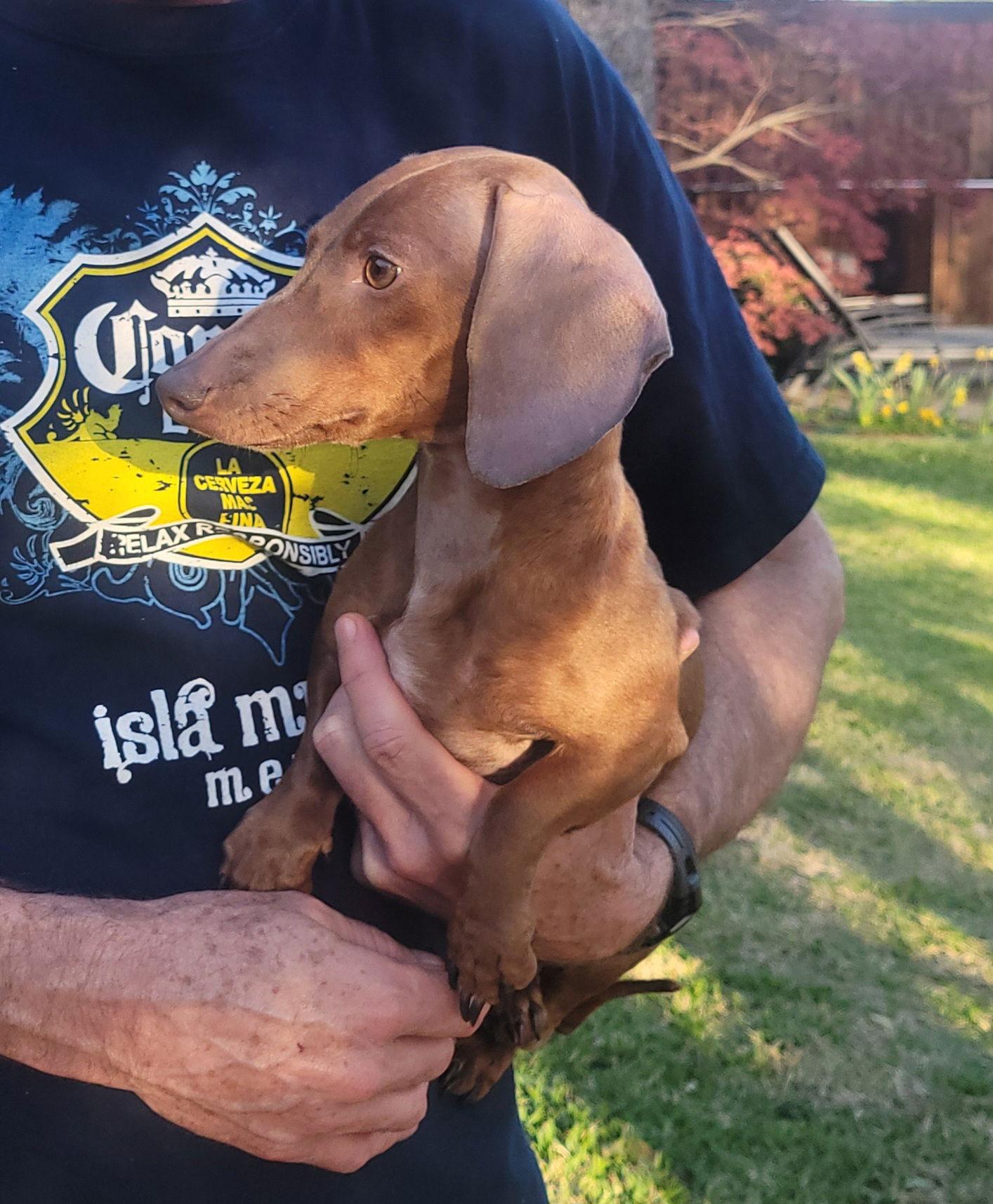 Enlarge Ziggy, a Adopted Dachshund in Austin, TX image 3/3