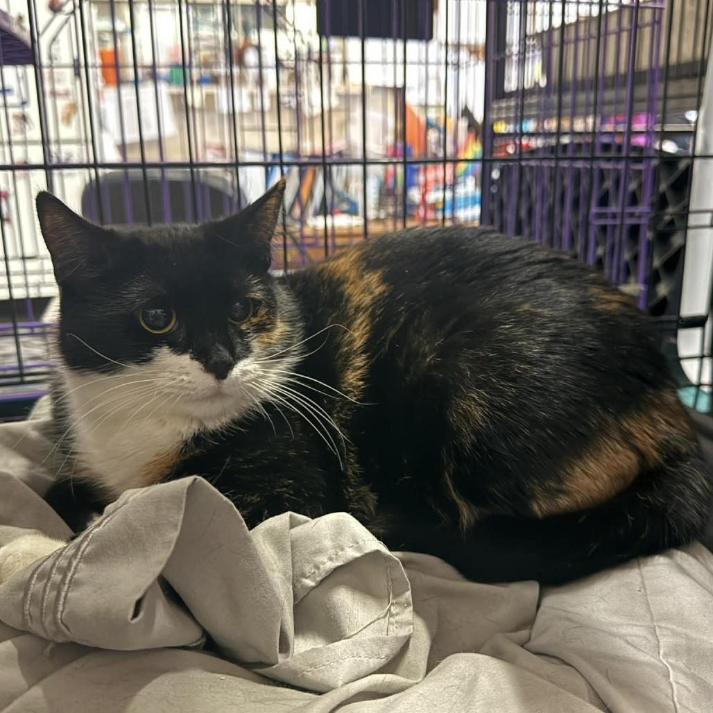 Lucinda, Adoptable, Adult Female Domestic Short Hair.