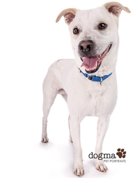 Enlarge PJ  (aka Delano), a Adoptable mixed breed in Mission Viejo, CA image 1/6