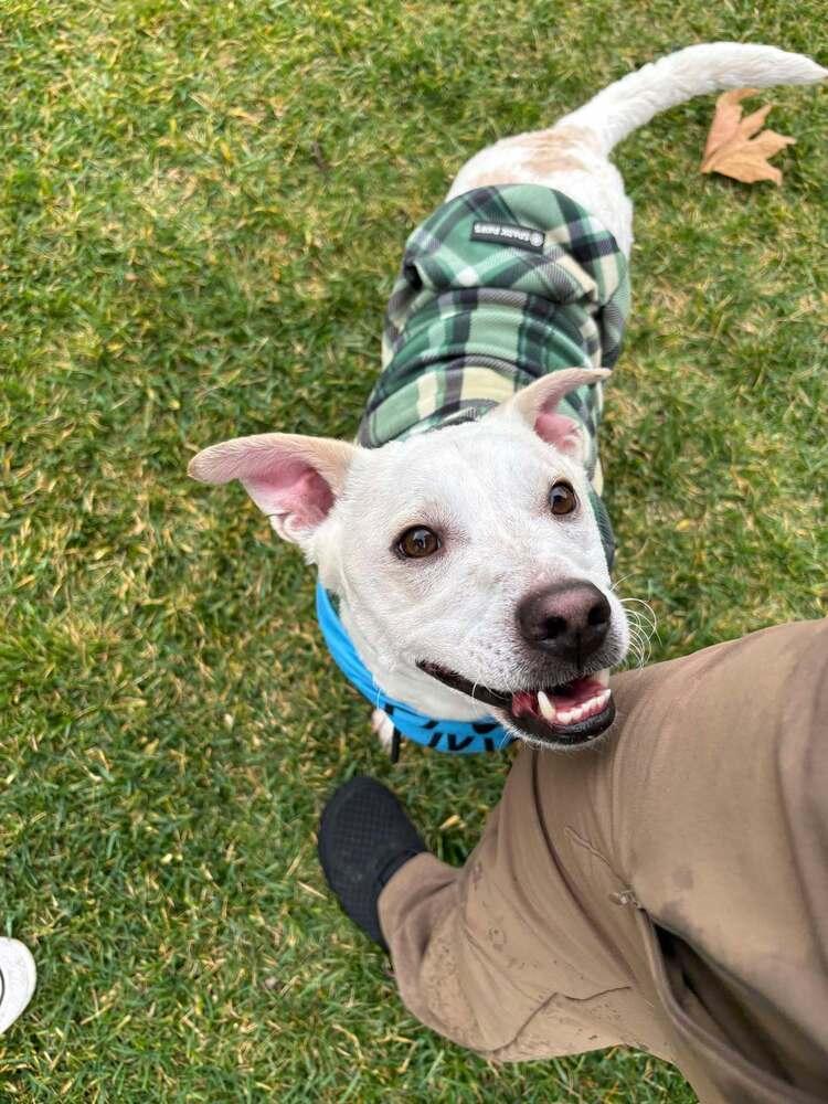 Enlarge PJ  (aka Delano), a Adoptable mixed breed in Mission Viejo, CA image 2/6