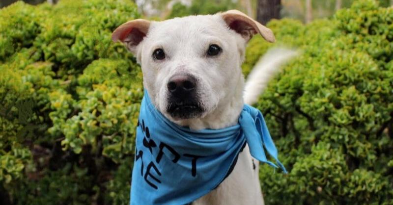 Enlarge PJ  (aka Delano), a Adoptable mixed breed in Mission Viejo, CA image 3/6