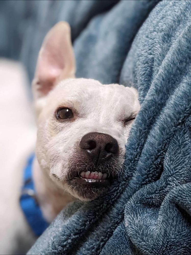 Enlarge PJ  (aka Delano), a Adoptable mixed breed in Mission Viejo, CA image 4/6