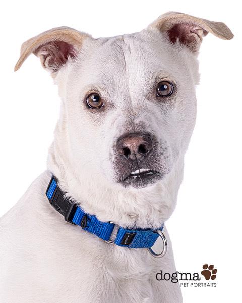 Enlarge PJ  (aka Delano), a Adoptable mixed breed in Mission Viejo, CA image 5/6