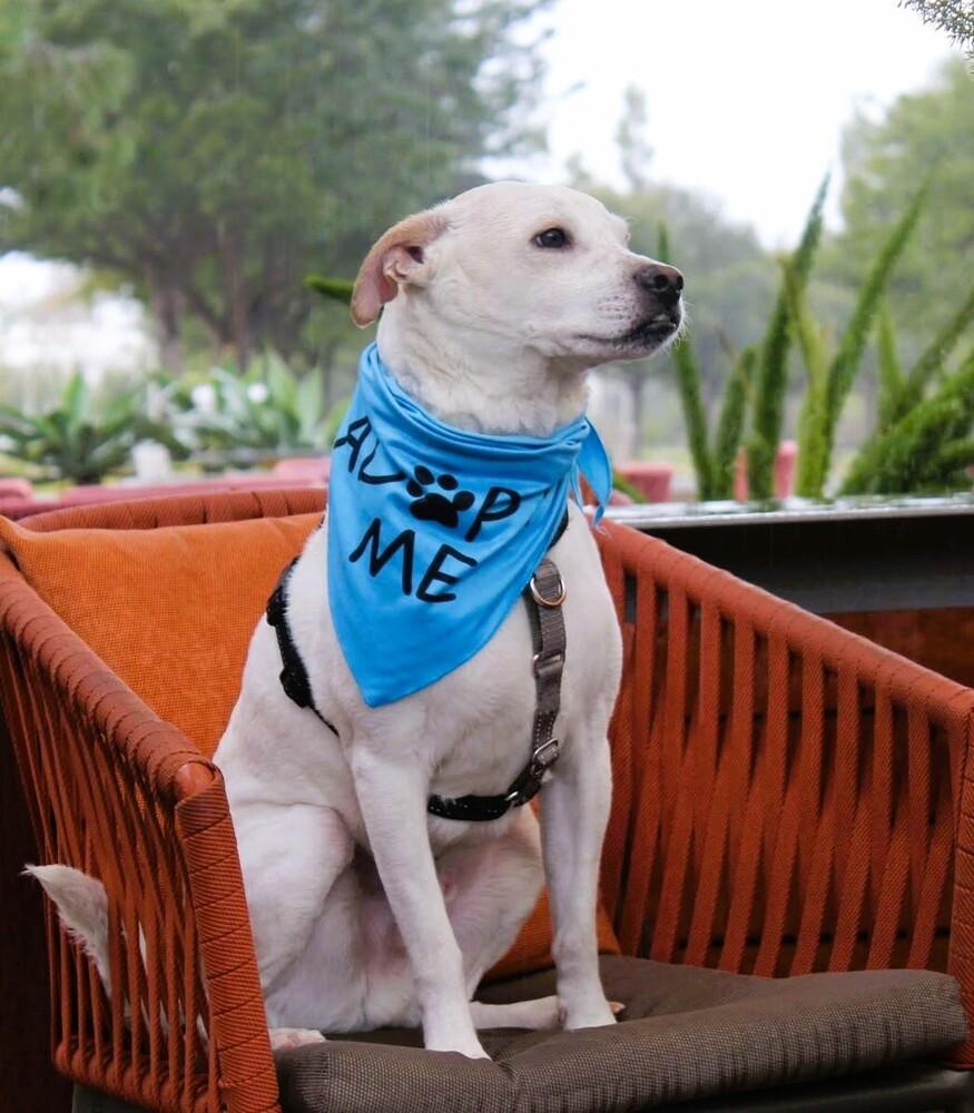 Enlarge PJ  (aka Delano), a Adoptable mixed breed in Mission Viejo, CA image 6/6