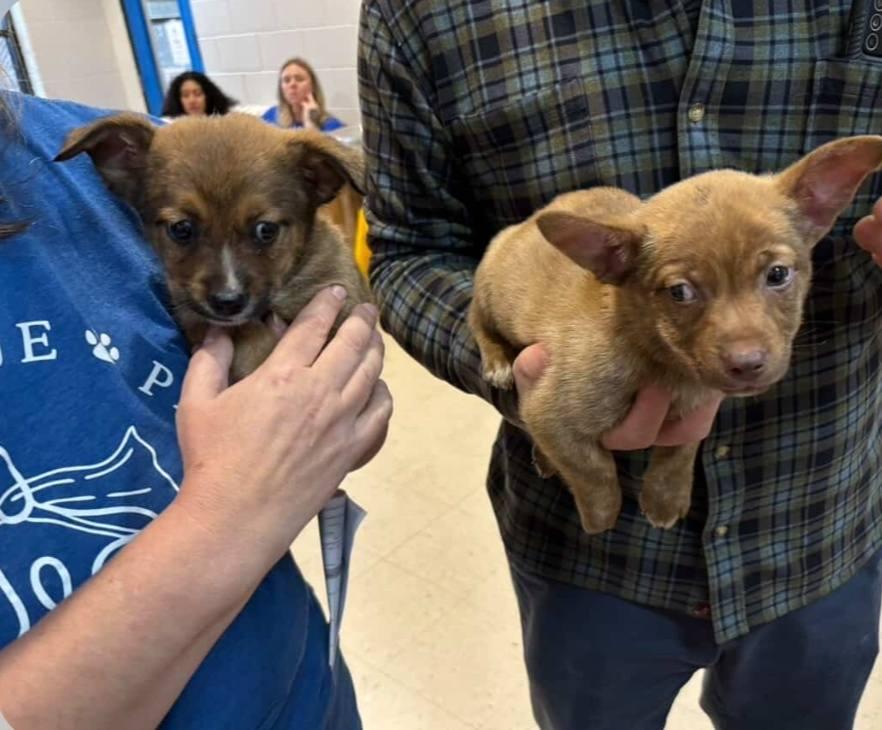 Enlarge Simon - a Cute Little Chipmunk Brother!, a Adoptable mixed breed in Buford, GA image 6/6