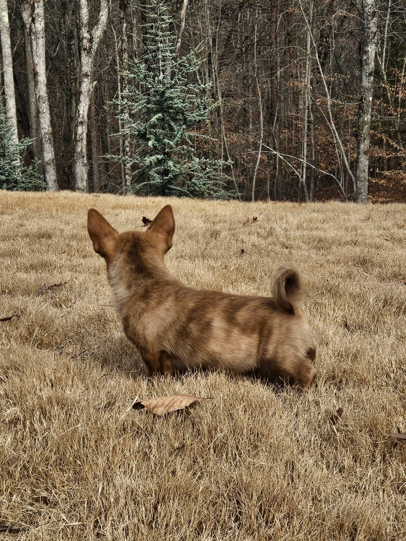 Enlarge Simon - a Cute Little Chipmunk Brother!, a Adoptable mixed breed in Buford, GA image 4/6