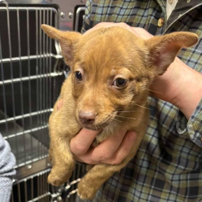 Enlarge Simon - a Cute Little Chipmunk Brother!, a Adoptable mixed breed in Buford, GA image 3/6