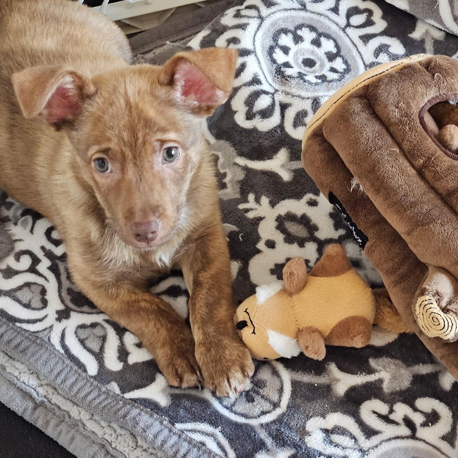 Enlarge Simon - a Cute Little Chipmunk Brother!, a Adoptable mixed breed in Buford, GA image 1/6
