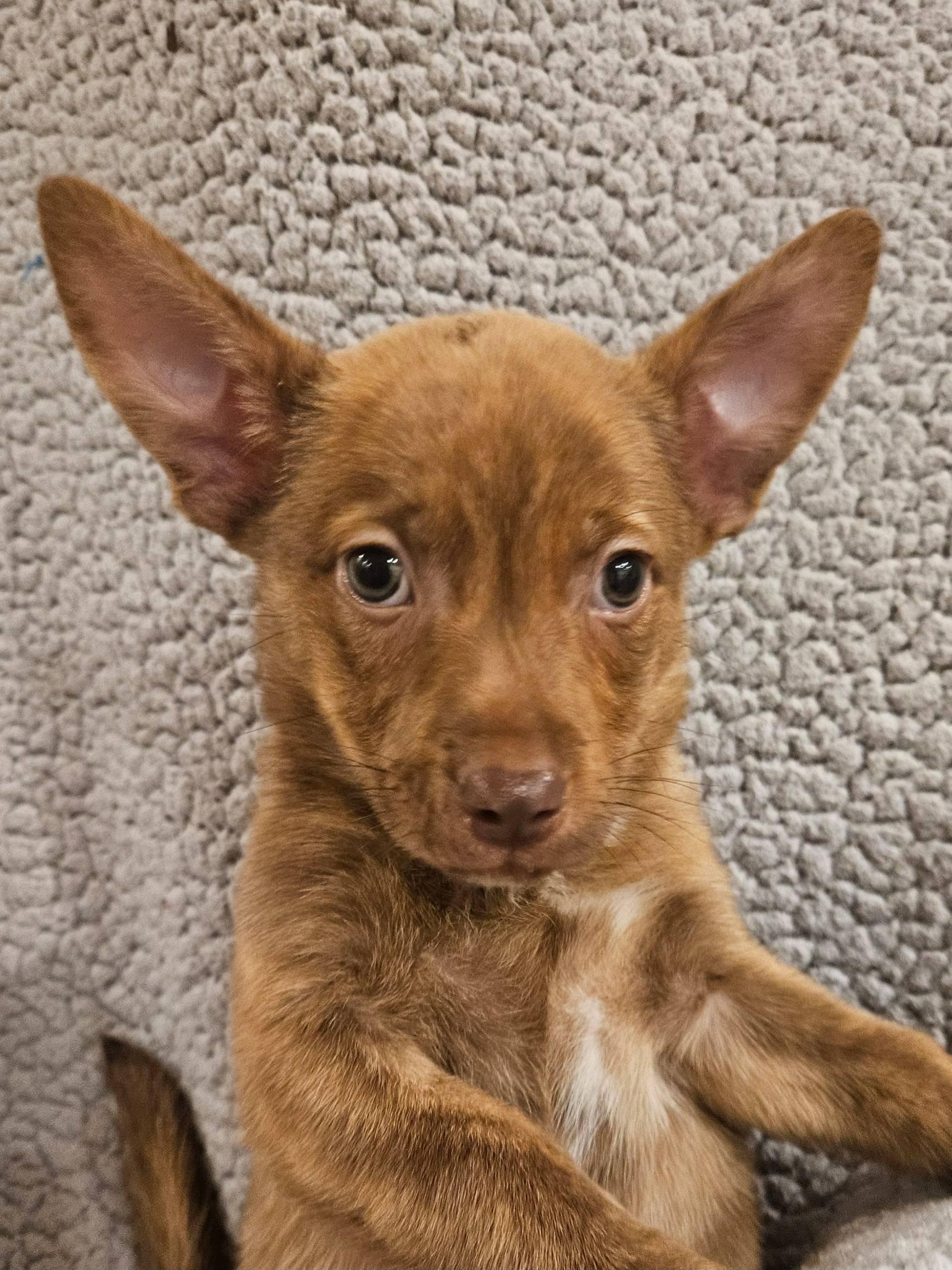 Enlarge Simon - a Cute Little Chipmunk Brother!, a Adoptable mixed breed in Buford, GA image 2/6