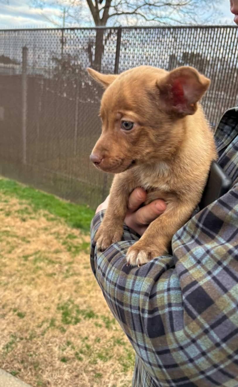 Enlarge Simon - a Cute Little Chipmunk Brother!, a Adoptable mixed breed in Buford, GA image 5/6