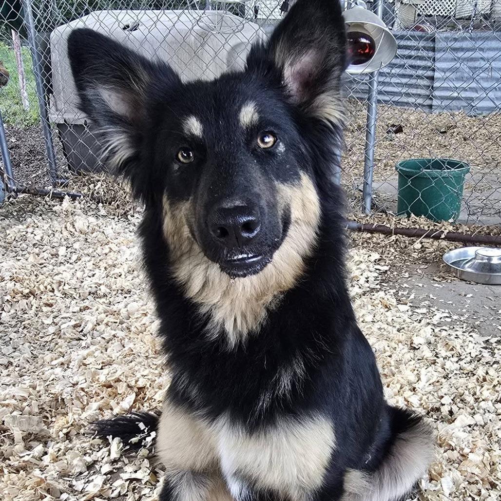 Joliet, a Adoptable mixed breed in Tulsa, OK image 1/4