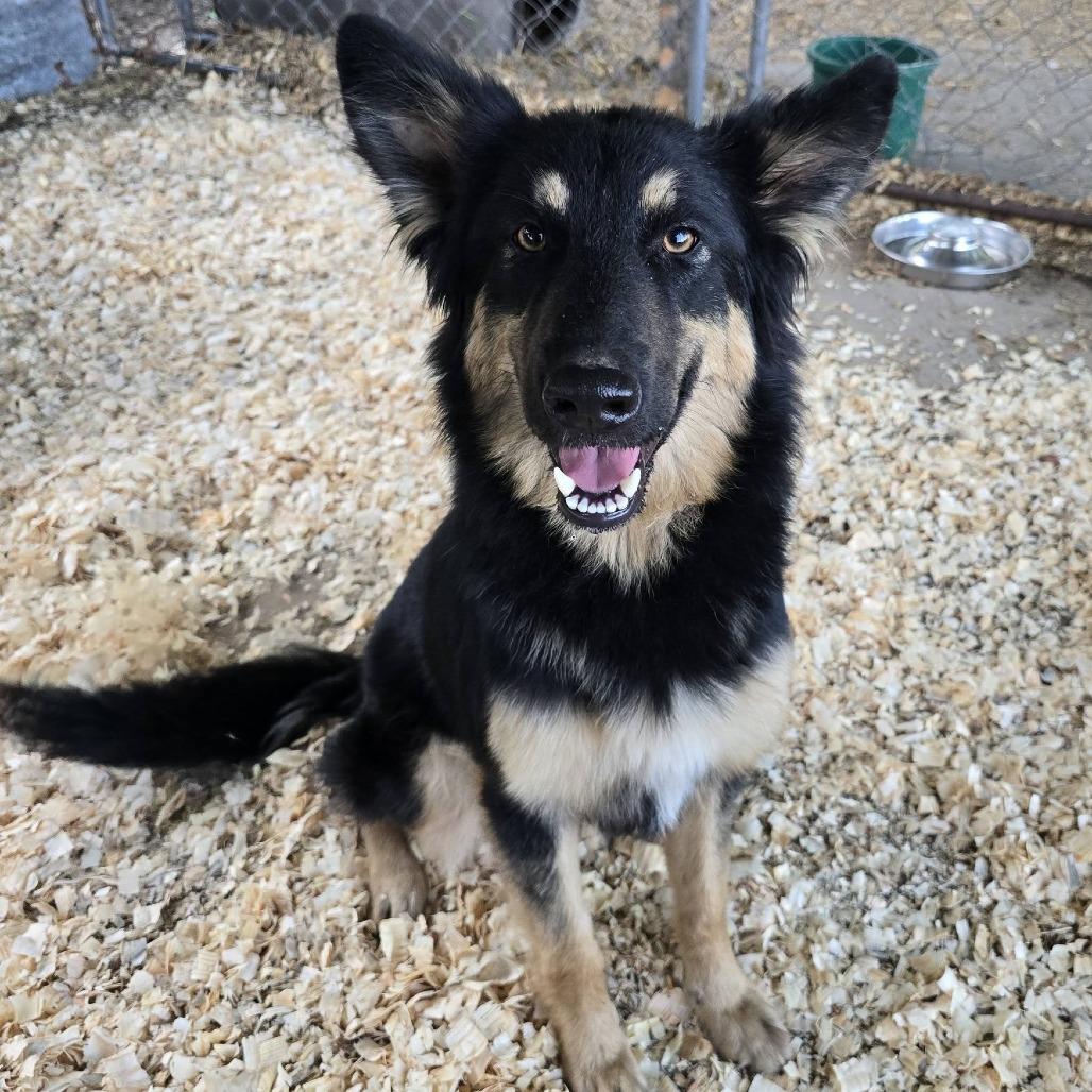 Joliet, a Adoptable mixed breed in Tulsa, OK image 2/4