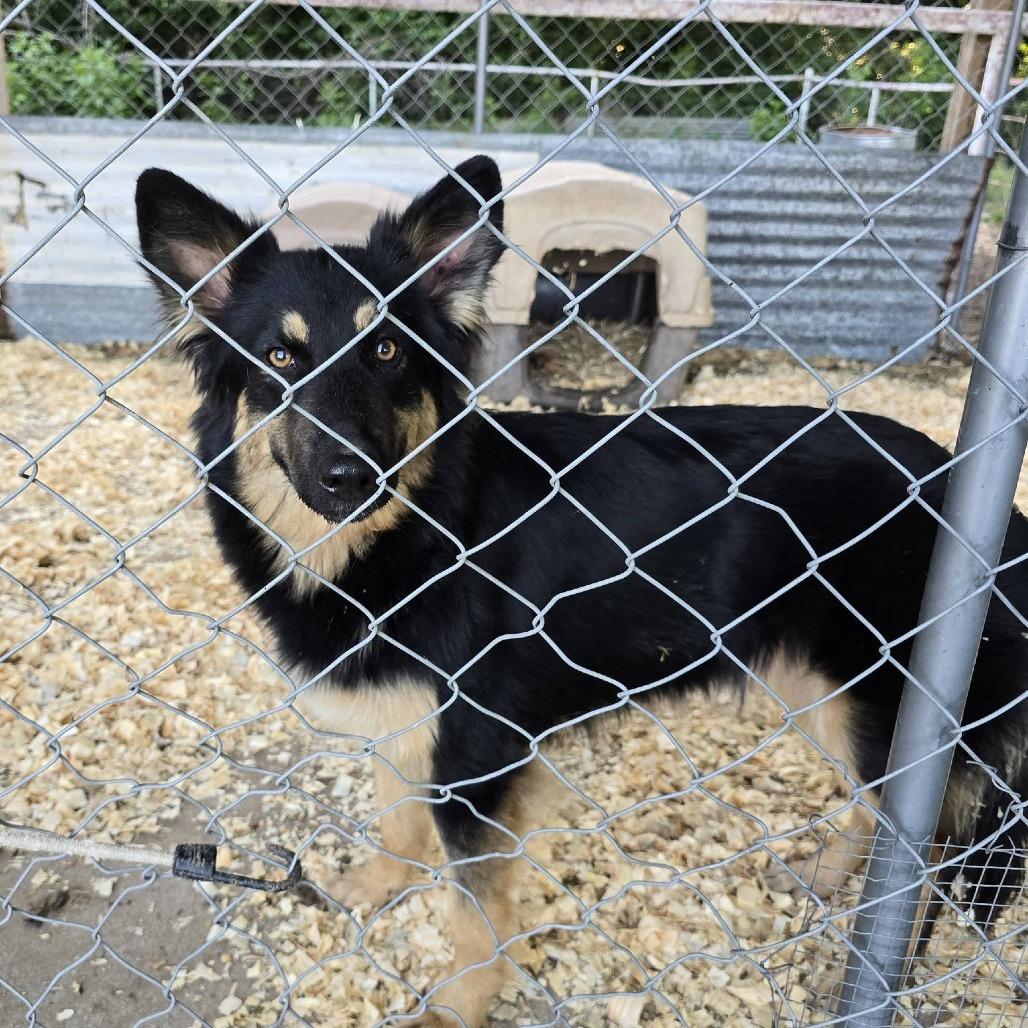 Joliet, a Adoptable mixed breed in Tulsa, OK image 3/4