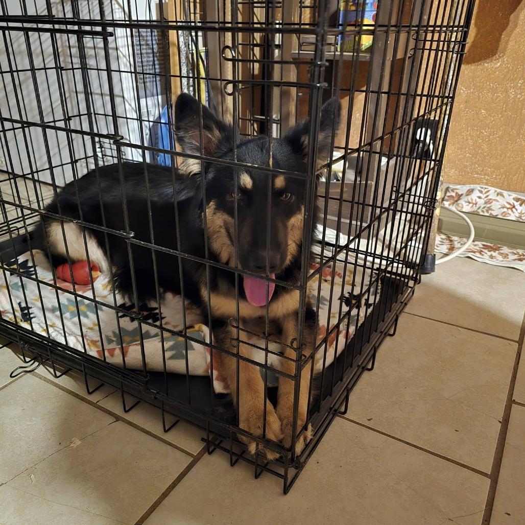 Joliet, a Adoptable mixed breed in Tulsa, OK image 4/4