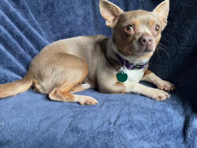 Enlarge Robin, a ADOPTABLE Chihuahua in Memphis, TN image 4/4