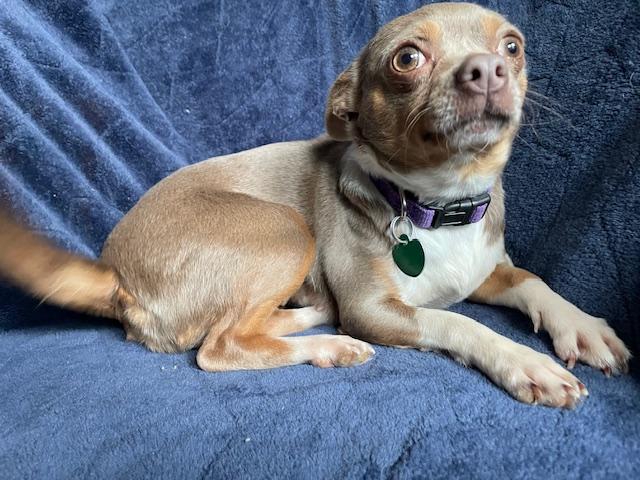 Enlarge Robin, a ADOPTABLE Chihuahua in Memphis, TN image 2/4