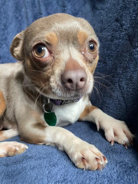 Enlarge Robin, a ADOPTABLE Chihuahua in Memphis, TN image 3/4