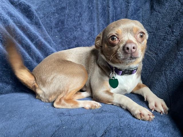 Robin, ADOPTABLE, Adult Female Chihuahua.