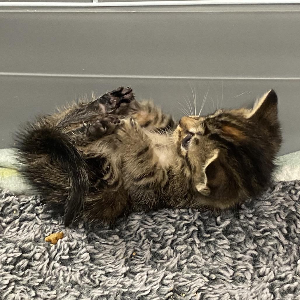 Merrie, Adoptable, Kitten Female Domestic Short Hair.